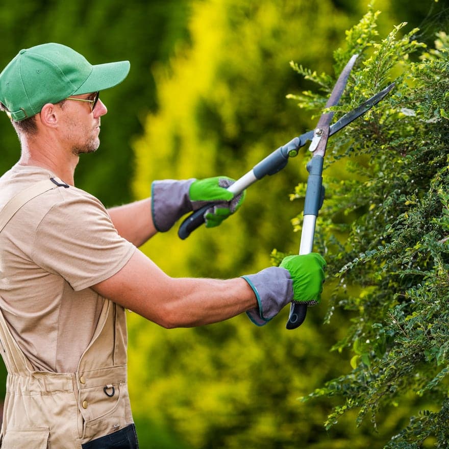 A groundskeeper shaping a hedge with long-handled shears